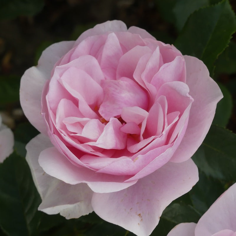 Pale pink store rose varieties