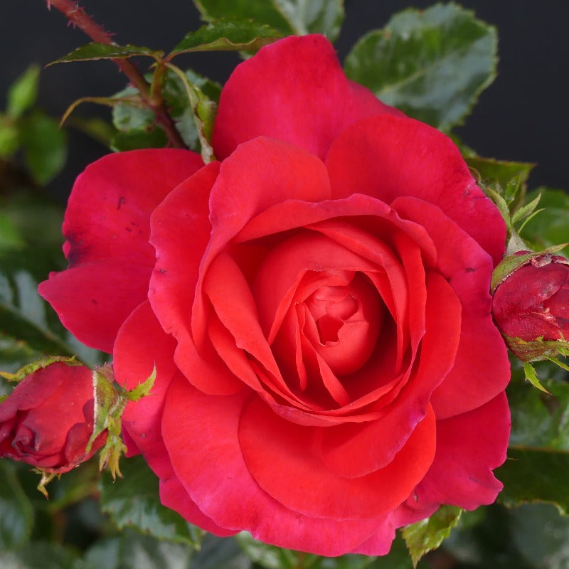 Special dad hot sale rose bush