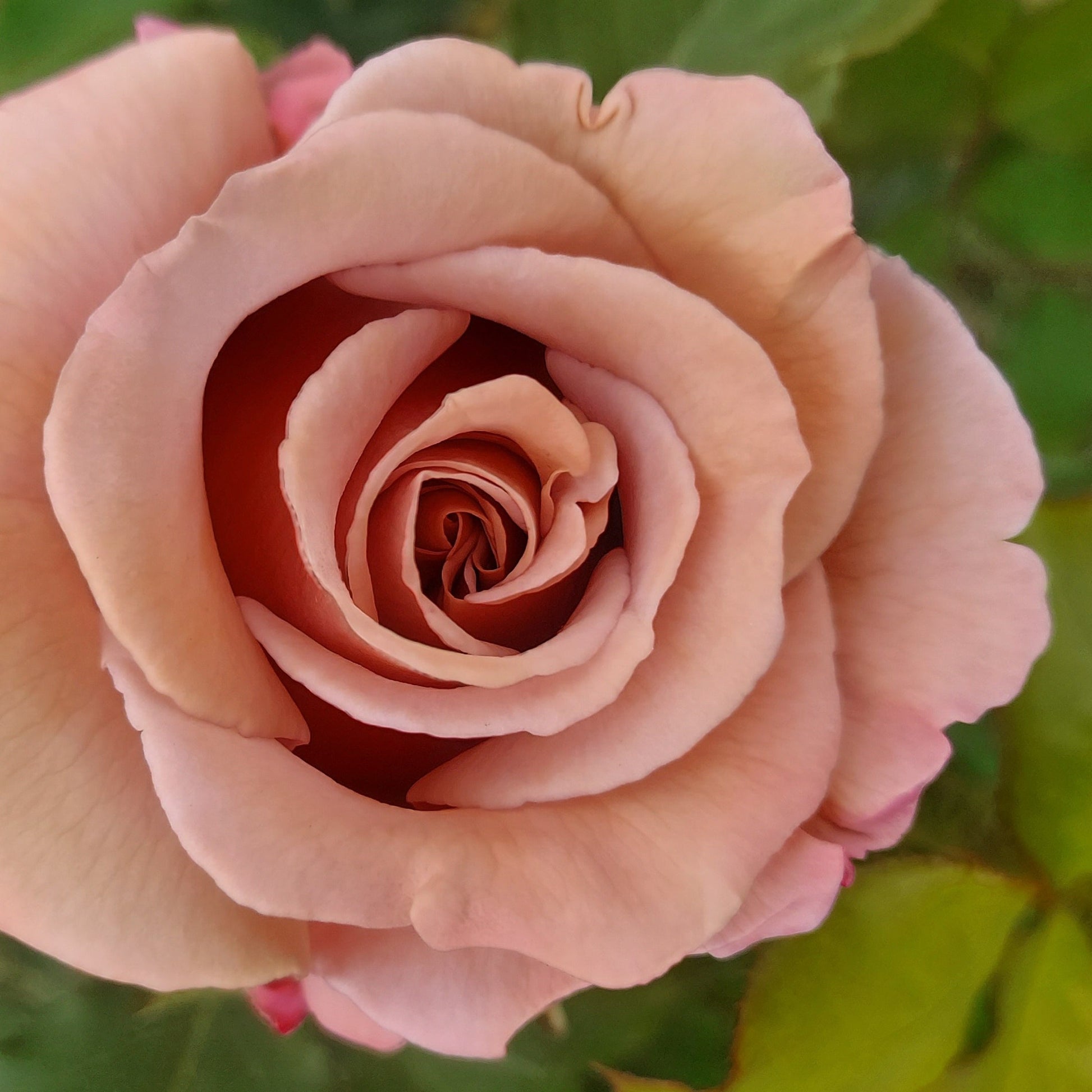 Koko Loko | Hybrid Tea Bush Rose | £15.75 – Eastcroft Roses