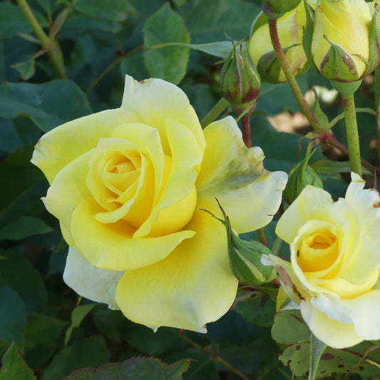 Hybrid Tea Roses | Eastcroft Roses
