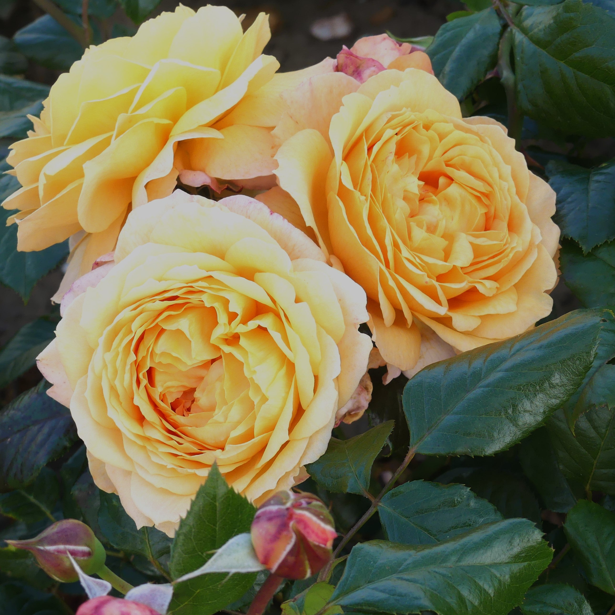 Banner image (roses)