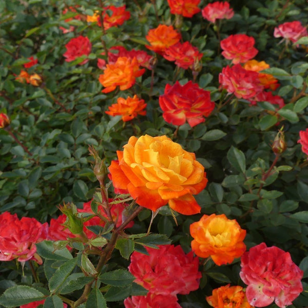 Irish Eyes Rose | Floribunda Bush Rose | £15.75 – Eastcroft Roses