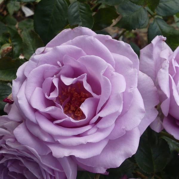 Blue Moon | Hybrid Tea Bush Rose | £15.75 – Eastcroft Roses