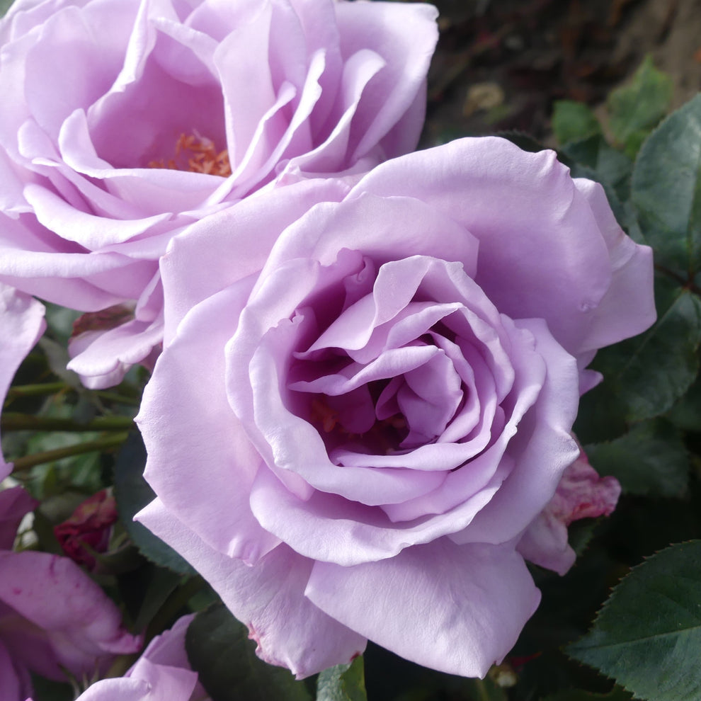 Blue Moon | Hybrid Tea Bush Rose | £15.75 – Eastcroft Roses