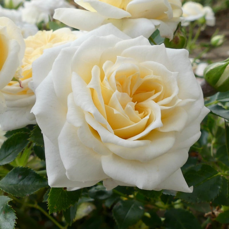 Rose sales clearance online