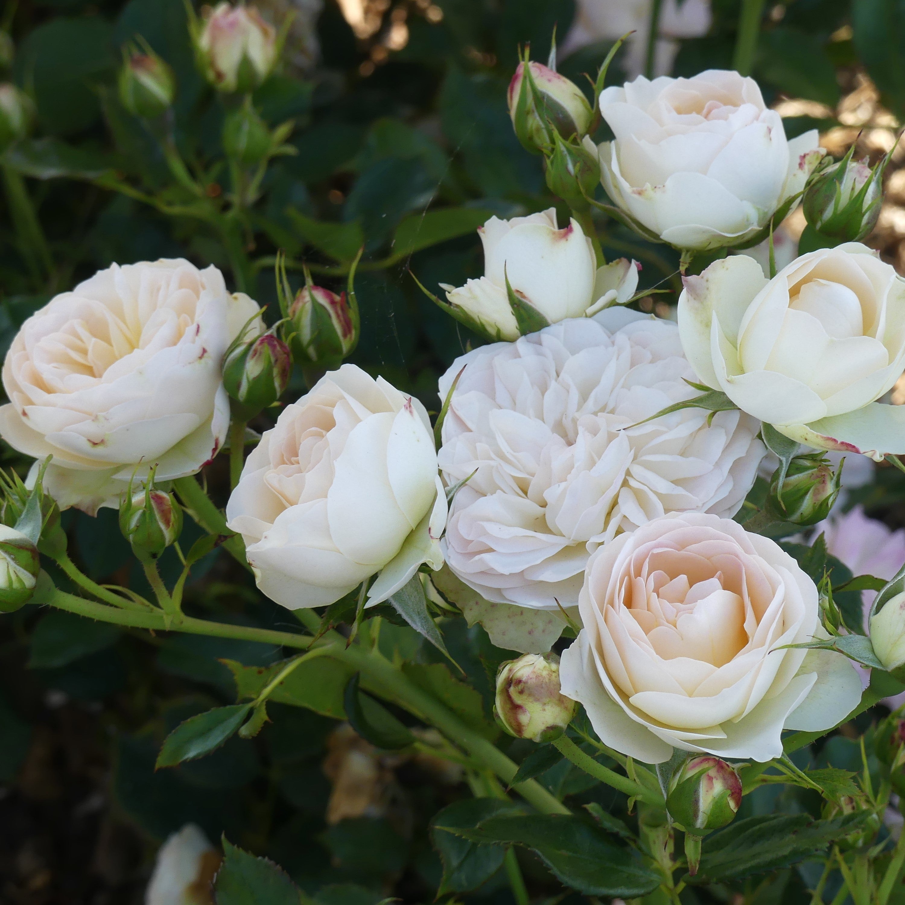 Pastella | Floribunda Bush Rose | £15.75 – Eastcroft Roses