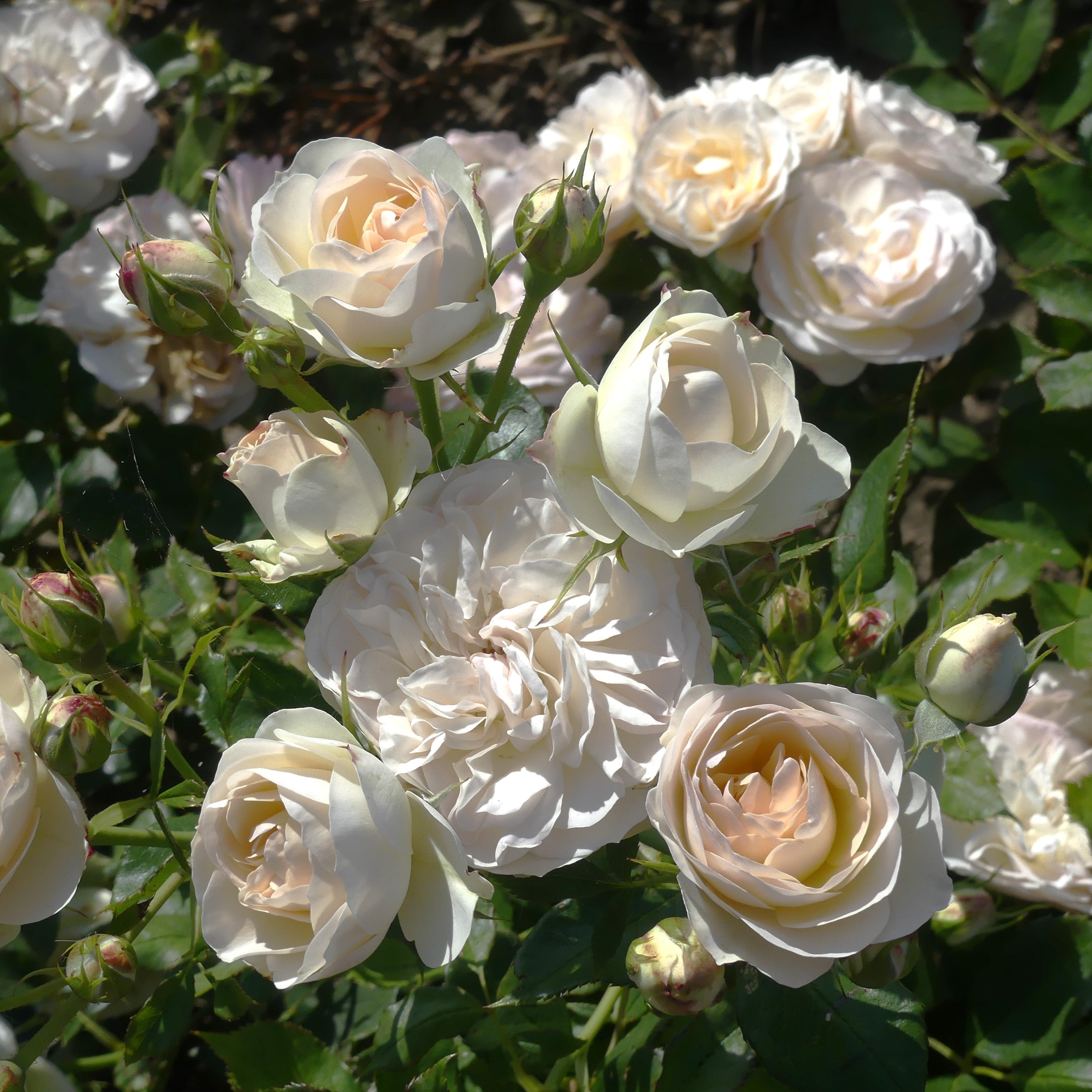 Pastella | Floribunda Bush Rose | £15.75 – Eastcroft Roses