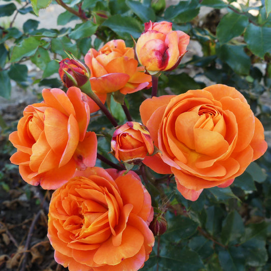 Floribunda Rose Bushes | Eastcroft Roses – Page 3
