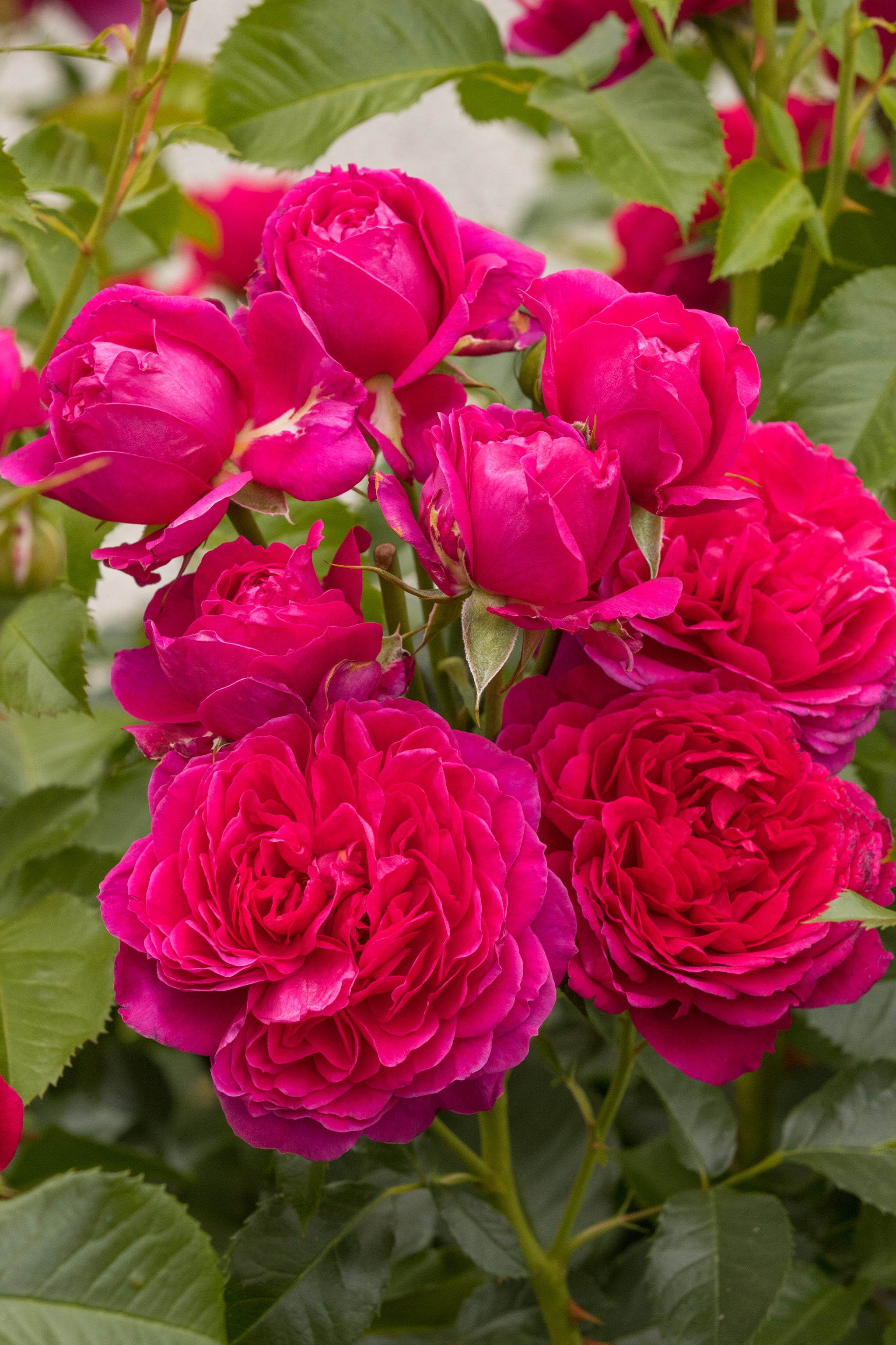 Soul | Hybrid Tea Bush Rose | £15.75 – Eastcroft Roses