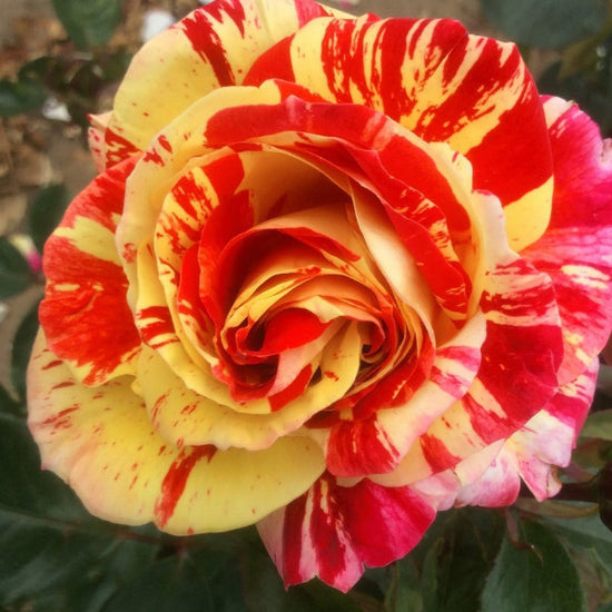 Brushstrokes | Floribunda Bush Rose | £15.75 – Eastcroft Roses