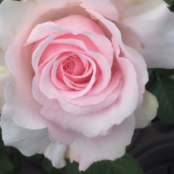 Constance Finn | Floribunda Bush Rose | £15.75 – Eastcroft Roses