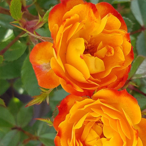Irish Eyes Rose | Floribunda Bush Rose | £15.75 – Eastcroft Roses