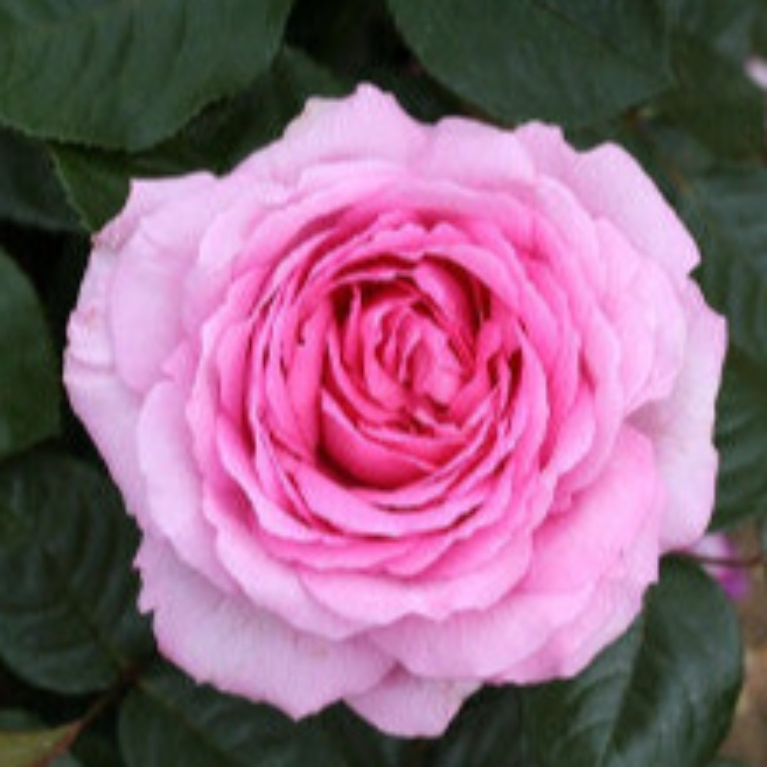 Mum in a deals million rose care