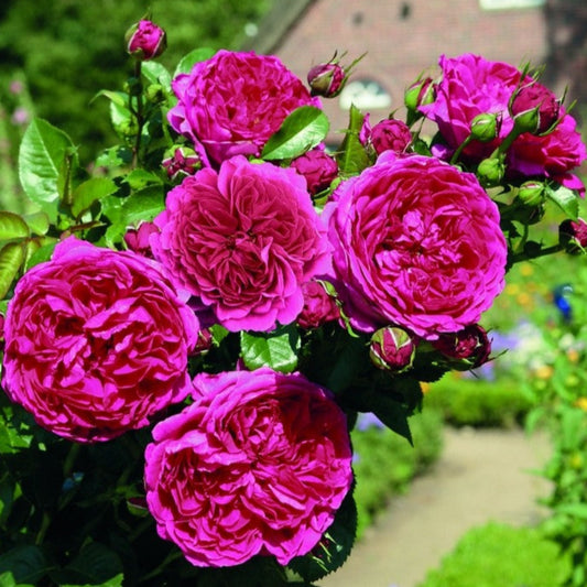 Shrub Roses | Eastcroft Roses