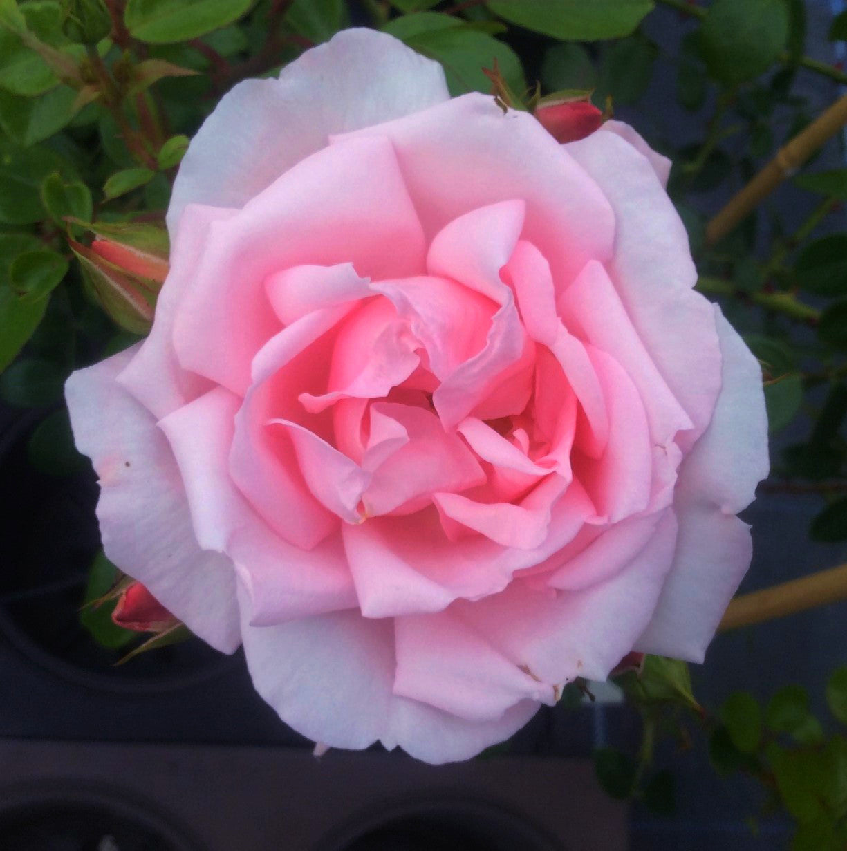 Times Past | Climbing Rose | £15.75 – Eastcroft Roses